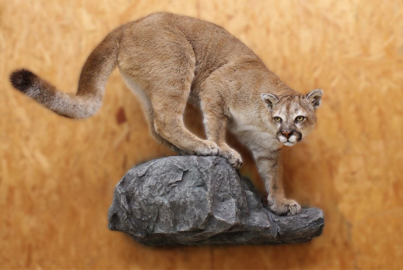 cougar on rock