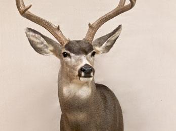 shoulder mounted deer