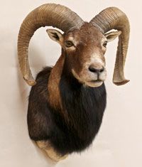 shoulder-mounted ram head